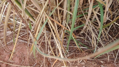 Fornecedores de cana amargam menores preços do ATR