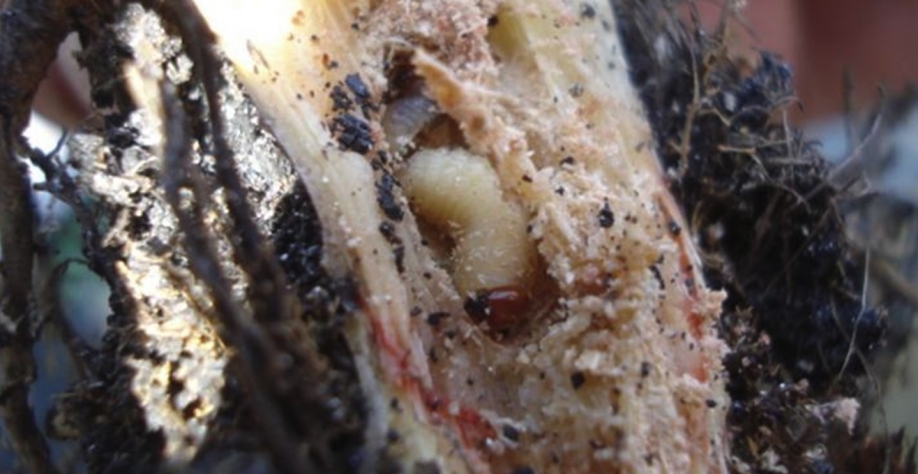 Mais de 80 espécies de pragas atacam o canavial