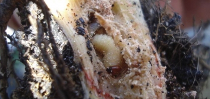 O controle de pragas da cana conciliando os métodos biológico e químico