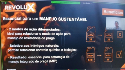 Cana ganha a proteção de inovador inseticida para o controle da broca, a principal praga dos canaviais