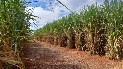 A prevenção é uma das ferramentas da Zilor Energia e Alimentos no controle de pragas da cana