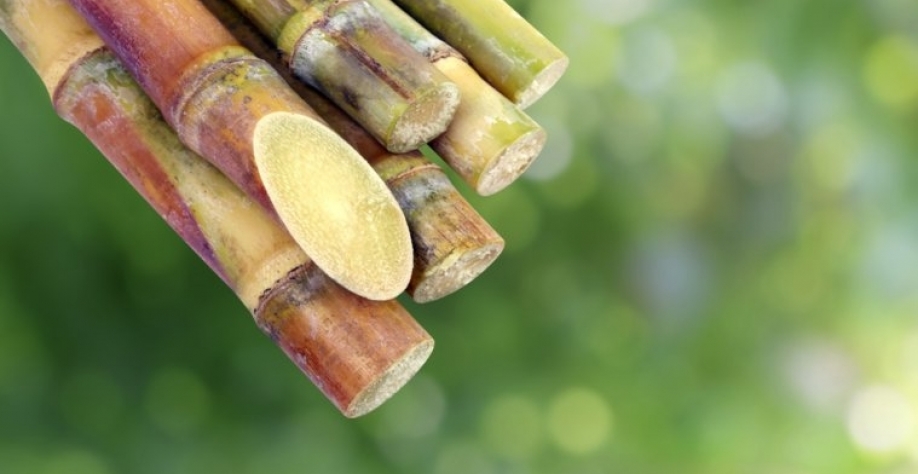 Cana-de-açúcar - Foto: Reprodução