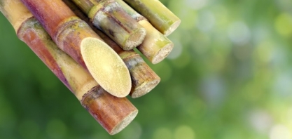 Retomada do mercado anima fornecedores de cana