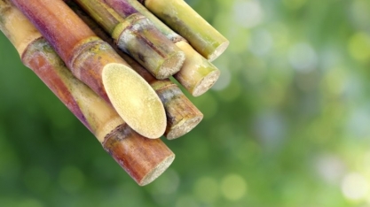 Retomada do mercado anima fornecedores de cana