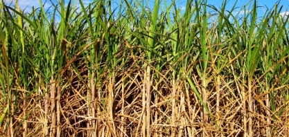 No Dia Mundial do Meio Ambiente, redução da alíquota do ICMS do etanol seria um grande presente aos paraibanos