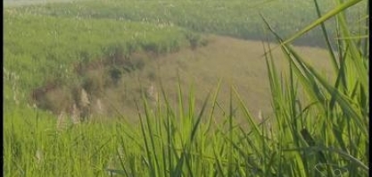 Mesmo com pandemia, colheita de cana deve ser a melhor dos últimos 4 anos, no Sul do ES