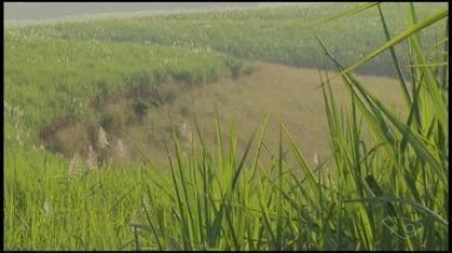 Mesmo com pandemia, colheita de cana deve ser a melhor dos últimos 4 anos, no Sul do ES
