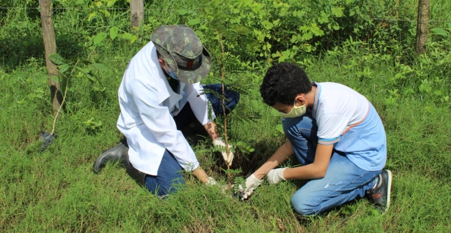 Plantio de mudas - Foto: Divulgação