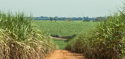 Estiagem murcha o canavial e setor se preocupa com meio e final de safra