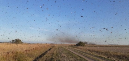 Vídeo: nuvem de gafanhotos avança pela Argentina e está perto da fronteira com o Brasil