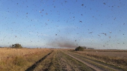 Vídeo: nuvem de gafanhotos avança pela Argentina e está perto da fronteira com o Brasil