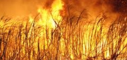 MPF apura cumprimento da eliminação da queima da palha da cana-de-açúcar em Campos dos Goytacazes