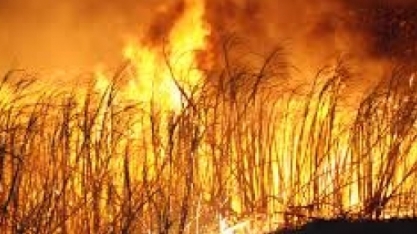 MPF apura cumprimento da eliminação da queima da palha da cana-de-açúcar em Campos dos Goytacazes