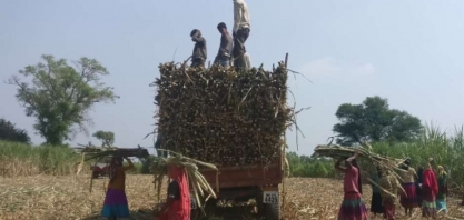 Associação eleva estimativa de produção de açúcar da Índia