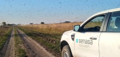 Monitoramento indica que nuvem de gafanhotos não entrou no Brasil