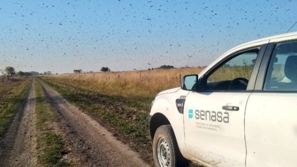 Monitoramento indica que nuvem de gafanhotos não entrou no Brasil