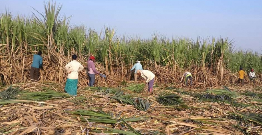 Colheita de cana-de-açúcar em Gove, no Estado indiano de Maharashtra 05/11/2018 REUTERS/Rajendra Jadhav Foto: Reuters