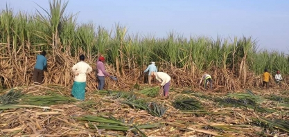 Produção e exportação de açúcar da Índia podem ter salto em 2020/21, diz associação