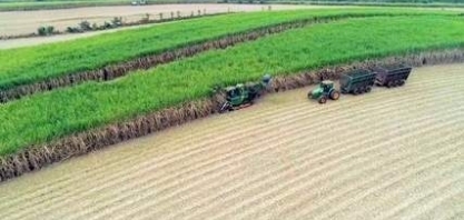 Usinas investem no açúcar durante crise causada por coronavírus