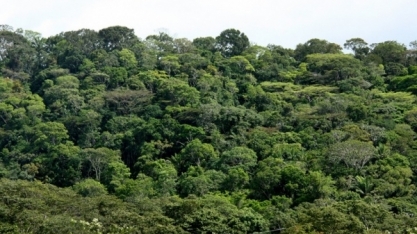 Desmatamento zero em AL demonstra atuação de usinas na preservação ambiental