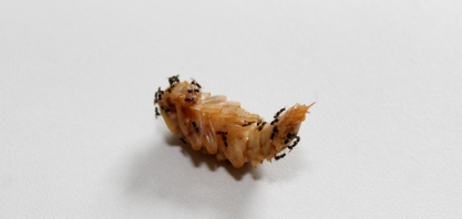 Parasitoide controla a broca-da-cana nas fases de lagarta e pupa e oferece menor custo de aplicação