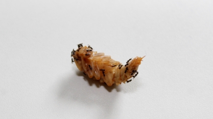 Parasitoide controla a broca-da-cana nas fases de lagarta e pupa e oferece menor custo de aplicação