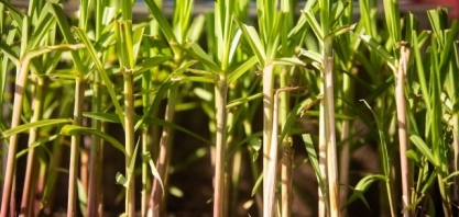 Produtos juninos do agro SP: Quentão e doces juninos têm em comum a cana, principal produto da agropecuária paulista