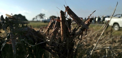 Entenda como se forma uma nuvem de gafanhotos e o que pode dissipá-la