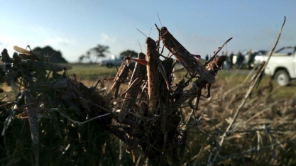 Entenda como se forma uma nuvem de gafanhotos e o que pode dissipá-la