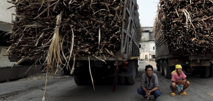 Tailândia aprova auxílio de US $ 300 milhões para produtores de cana atingidos pela seca