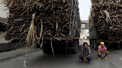 Tailândia aprova auxílio de US $ 300 milhões para produtores de cana atingidos pela seca