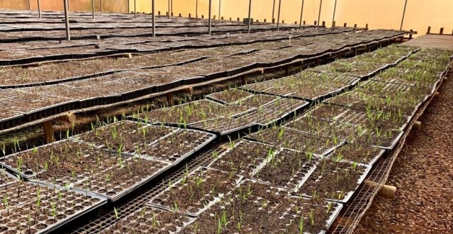 A Tereos iniciou a operação de sua biofábrica de mudas pré-brotadas (MPB) de cana-de-açúcar