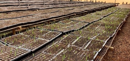 Tereos inicia operação da maior biofábrica de mudas pré-brotadas do setor