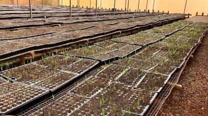 Tereos inicia operação da maior biofábrica de mudas pré-brotadas do setor