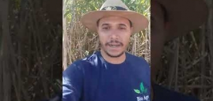 Liberação via drone de Trichogramma galloi no controle da broca - canavial de alta produtividade