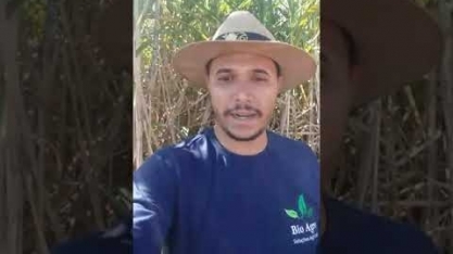 Liberação via drone de Trichogramma galloi no controle da broca - canavial de alta produtividade