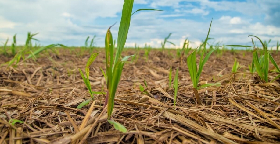 Plantação de cana-de-açúcar - Foto: Reprodução