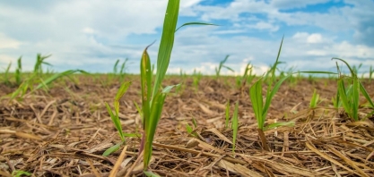 Fornecedores iniciam plantio de inverno da cana