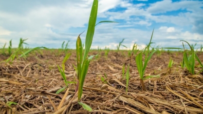 Fornecedores iniciam plantio de inverno da cana