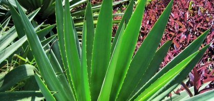 Com sócio da Austrália, projeto de etanol de sisal dará retorno de 20% e busca investidores