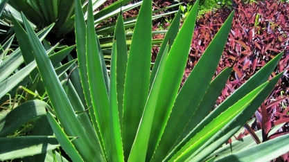 Com sócio da Austrália, projeto de etanol de sisal dará retorno de 20% e busca investidores