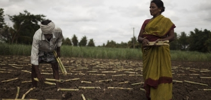Índia deve aumentar produção de açúcar com maior área plantada