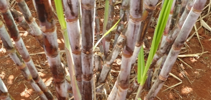 Na segunda metade do junho, 47,42% da cana-de-açúcar foi destinada à produção de açúcar