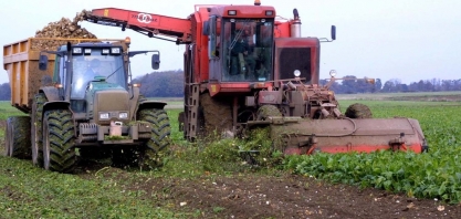 Doença ameaça encolher safra de açúcar da Europa
