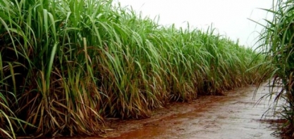 Usina de álcool e açúcar vai construir uma ponte sobre o ribeirão Cabaçal entre Uberaba e Veríssimo