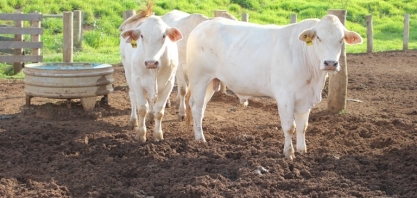 Conheça boas práticas para controle da mosca-dos-estábulos