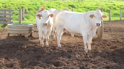 Conheça boas práticas para controle da mosca-dos-estábulos