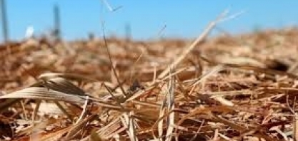 Influência do desaleiramento de palha no controle de pragas e desenvolvimento da cana -de -açúcar