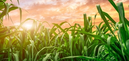 Nova cana-de-açúcar apresenta resistência à broca e ao herbicida glifosato