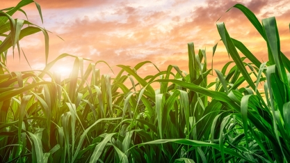 Nova cana-de-açúcar apresenta resistência à broca e ao herbicida glifosato